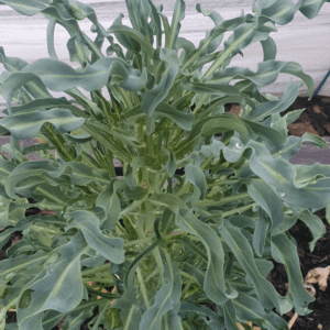 Green leafy vegetable plant growing outdoors.